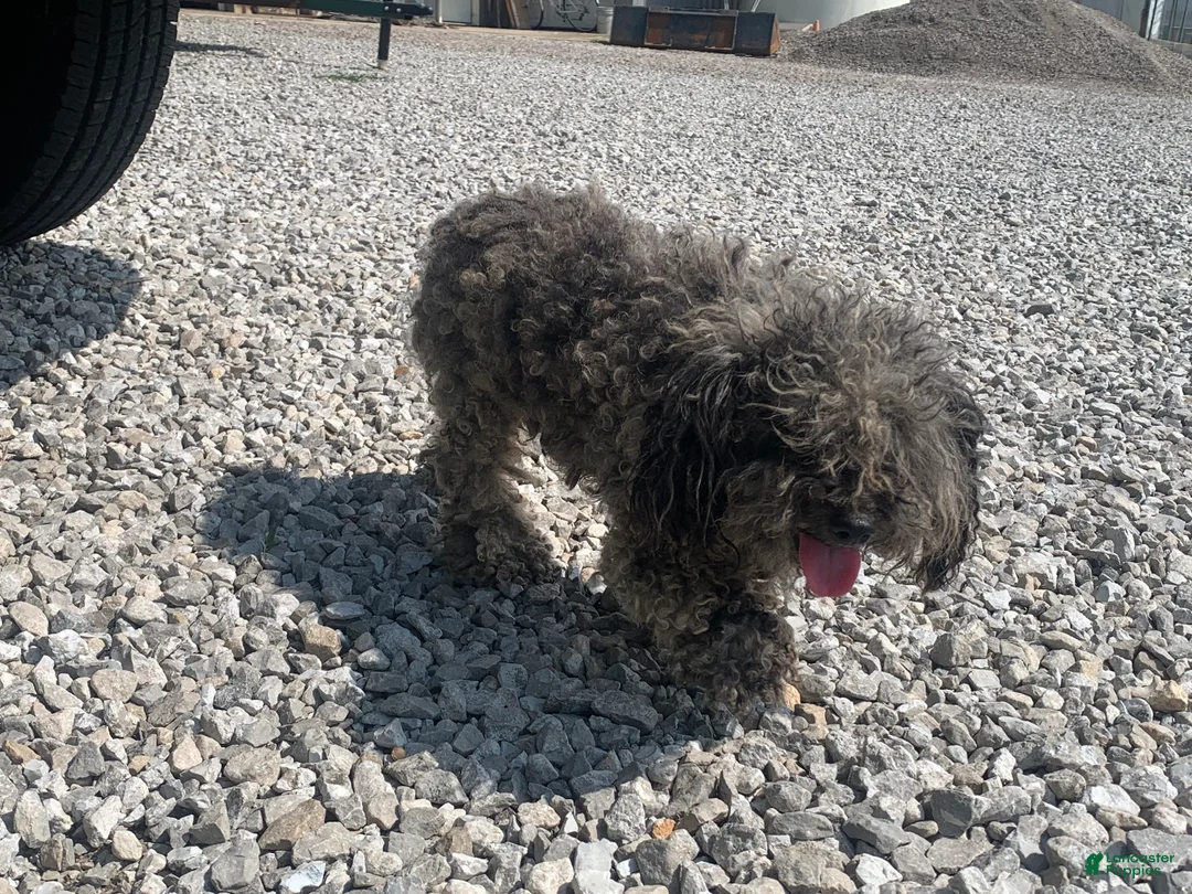 Chipoo dogs for sale: Chipoo Puppy 1 - Ad 6