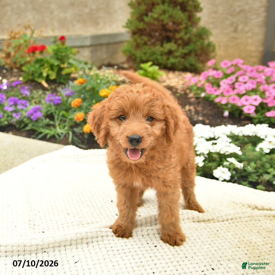 Mini Goldendoodle dogs Lassie  - Ad 1