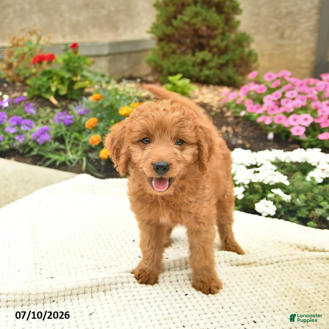 Mini Goldendoodle dogs for sale: Lassie  - Ad 1