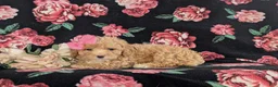 Bichpoo dogs for sale: Athena - Ad 5