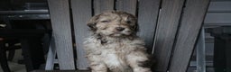 Newfypoo dogs for sale: Reni - Ad 2