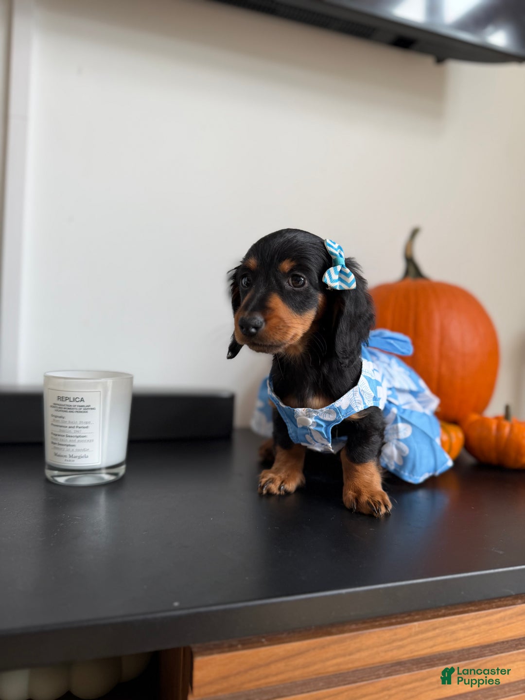 Miniature Dachshund dogs for sale: Teacup Chanel - Ad 6