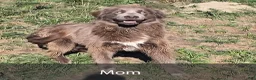 Newfoundland dogs for sale: Jackson - Ad 6