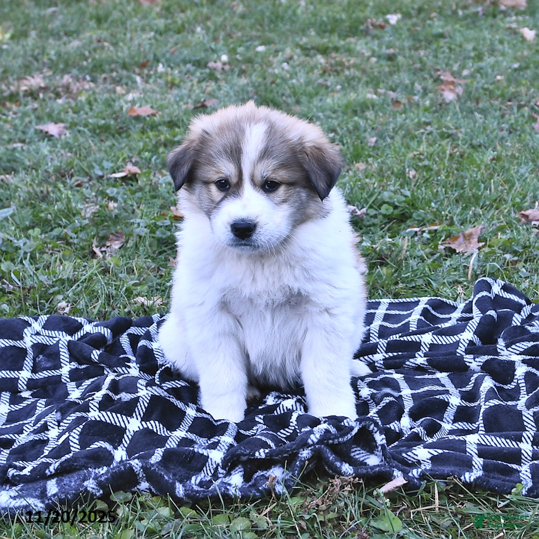 Great Pyrenees dogs for sale: Ashton - Ad 6