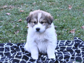 Great Pyrenees dogs Ashton - Ad 3