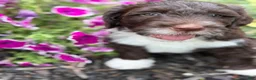 Portuguese Water Dog dogs for sale: Mr. B - Ad 2