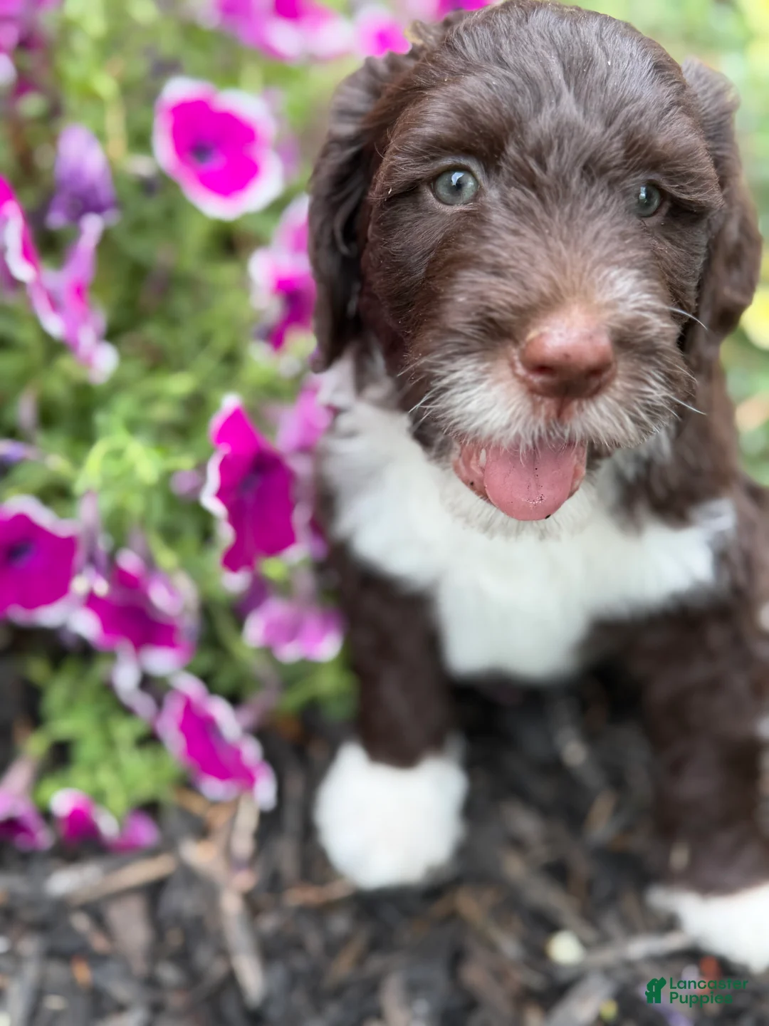 Portuguese Water Dog dogs for sale: Mr. B - Ad 2