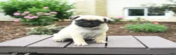 Pug dogs for sale: Koko - Ad 2