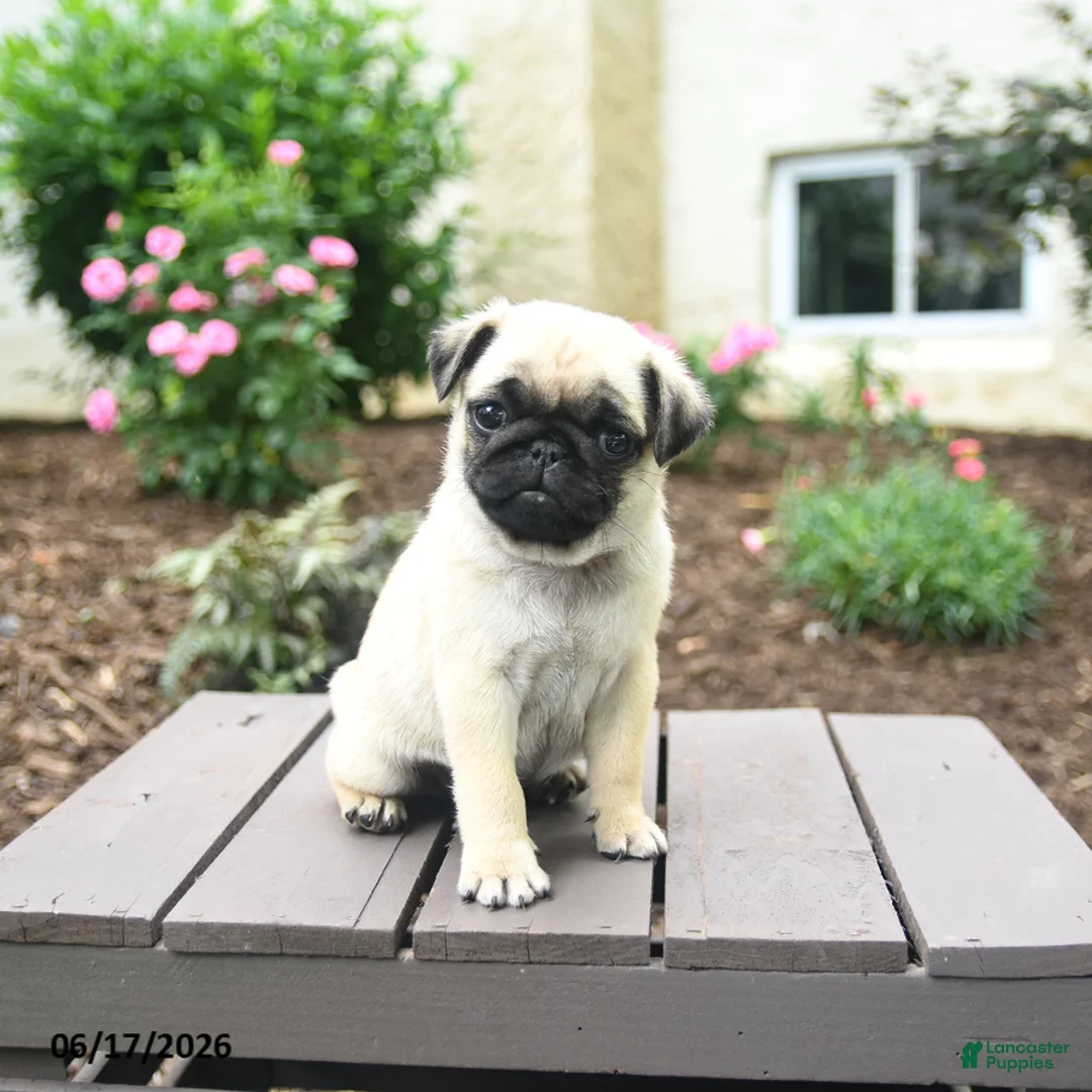 Pug dogs for sale: Koko - Ad 2