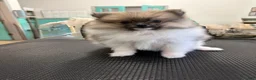 Pomeranian dogs for sale: Mezi - Ad 2