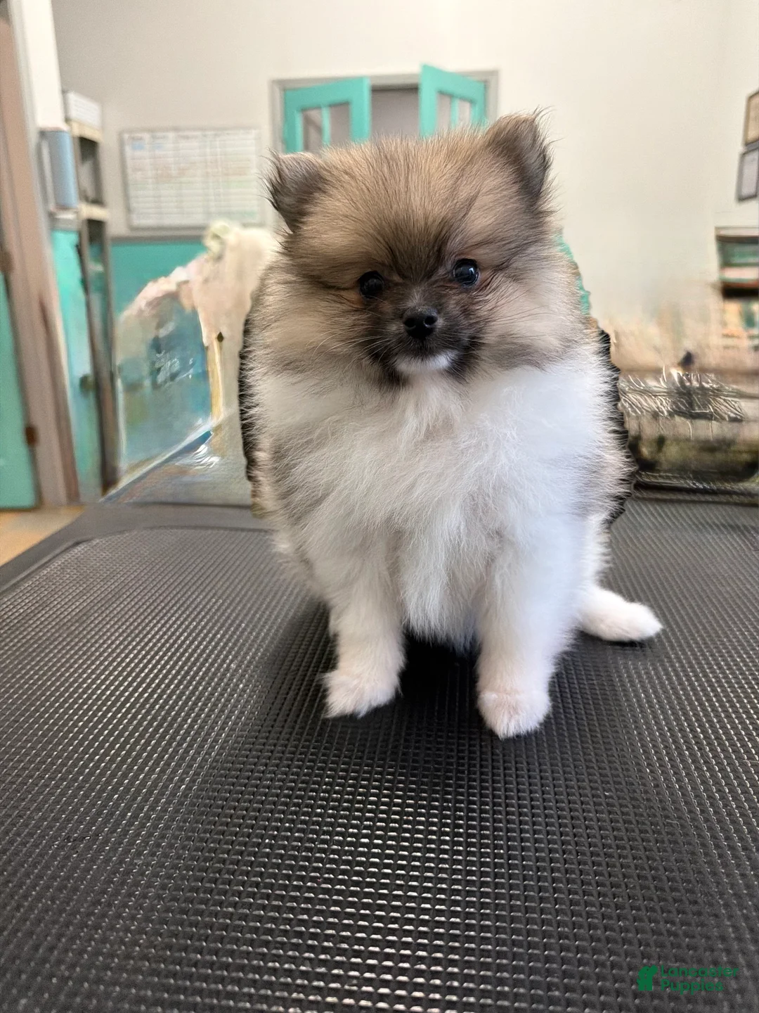 Pomeranian dogs for sale: Mezi - Ad 2