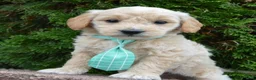 Mini Goldendoodle dogs for sale: Mini George - Ad 12