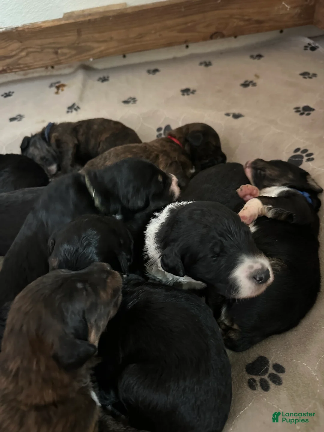 Mixed Breed dogs for sale: Male # 1 English Shepherd Doodle   - Ad 3