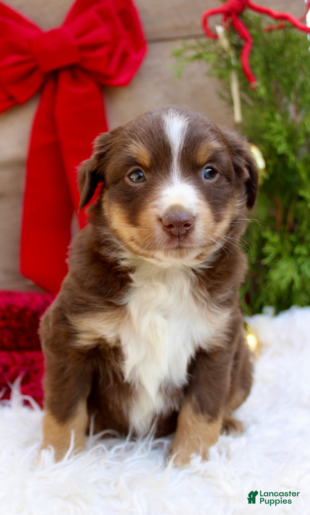 Miniature Australian Shepherd dogs for sale: Gracie  - Ad 4