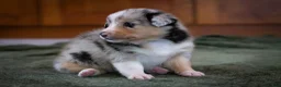 Mixed Breed dogs for sale: Cody - Ad 6