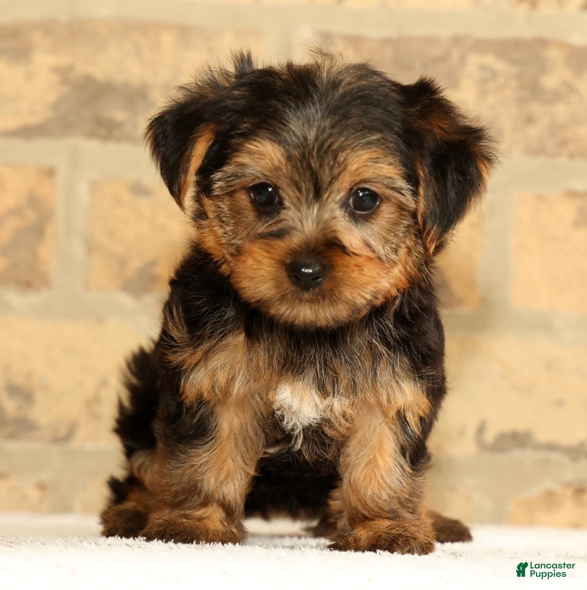 Yorkshire Terrier dogs Ally - Ad 1