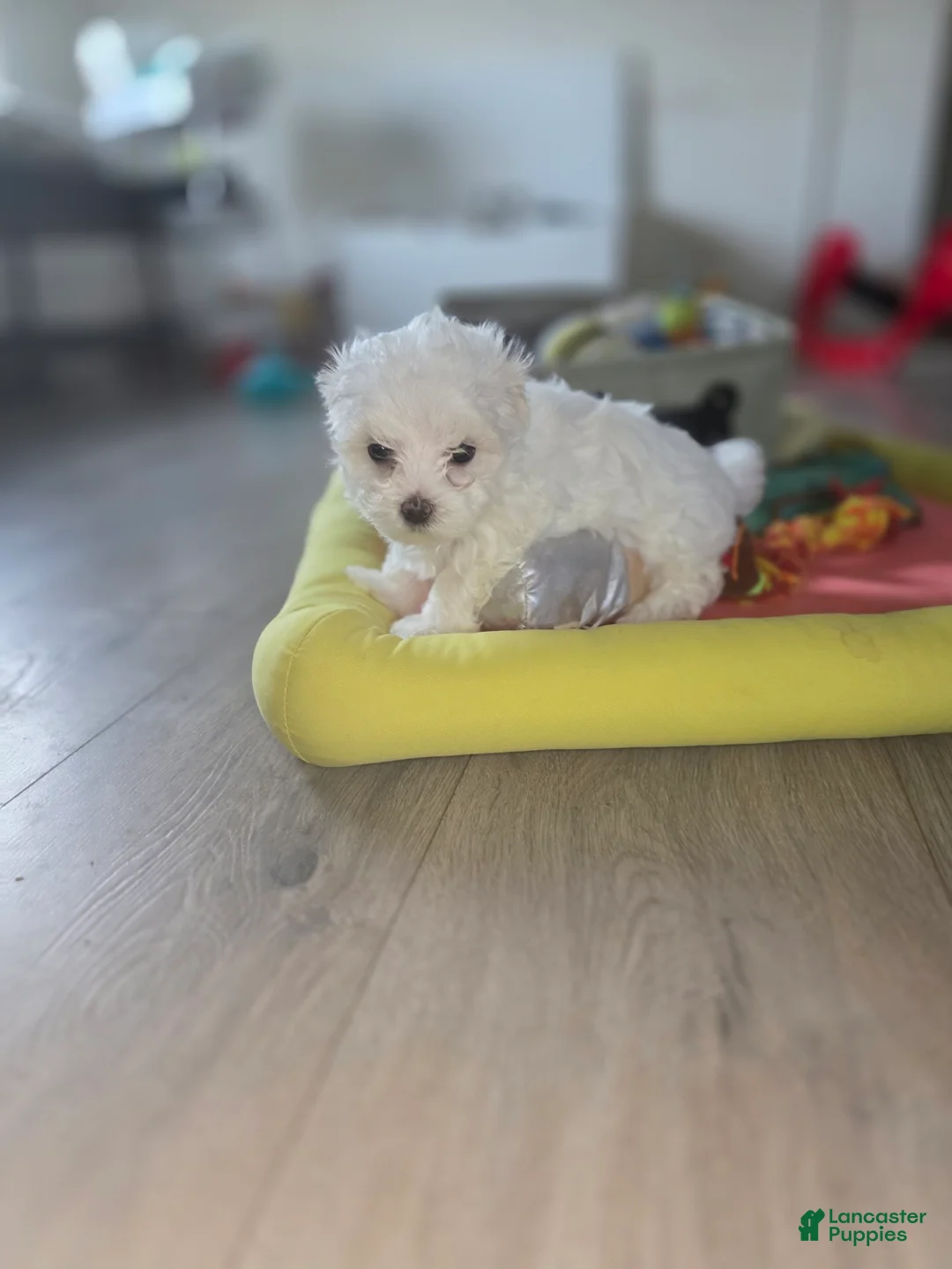Maltese dogs for sale: 🐶 Female Maltese Puppy – Sweet, Playful & Petite - Ad 14