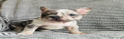 French Bulldog dogs for sale: Amber  - Ad 9