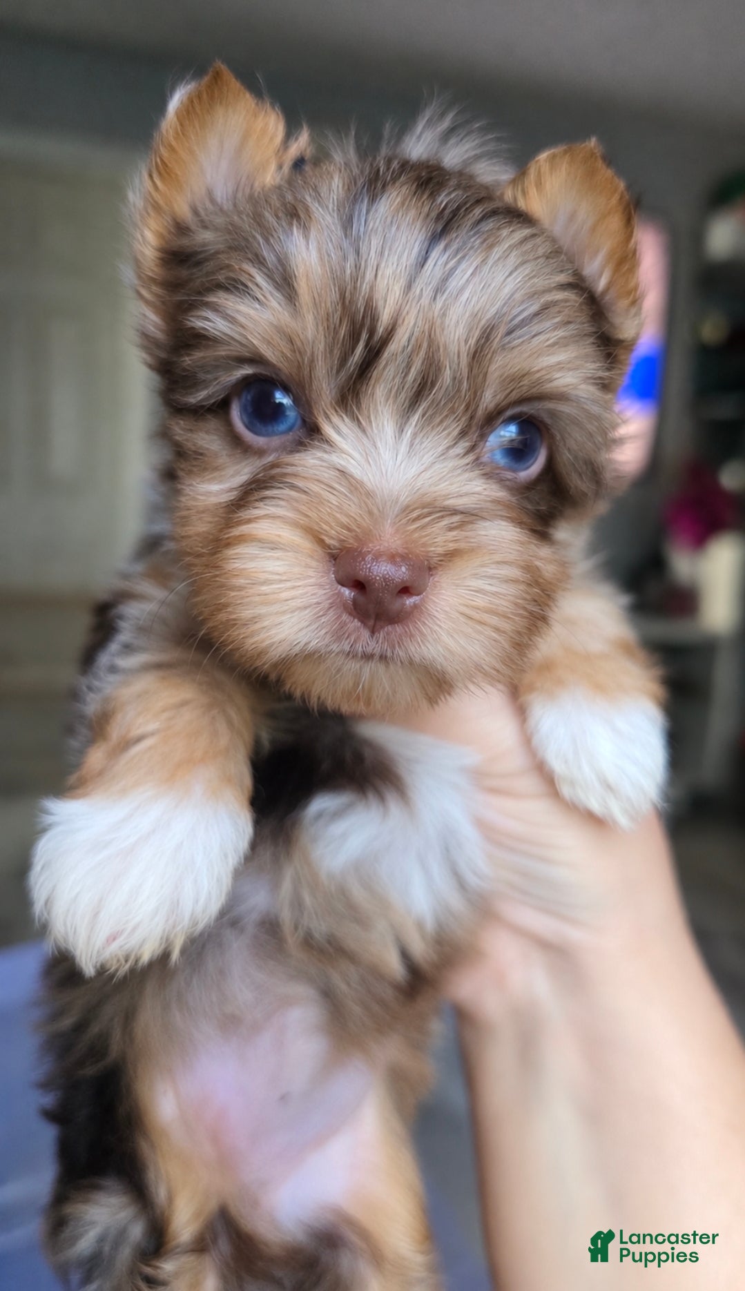 Yorkshire Terrier dogs Princes Lyra of Biewerlux  - Ad 9