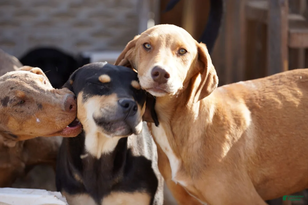 Mixed Breed dogs for sale: Creamsicle M RT - Ad 2