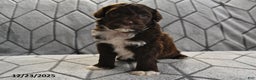 Portuguese Water Dog dogs for sale: Dime - Ad 11