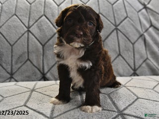 Portuguese Water Dog dogs Dime - Ad 34