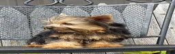 Yorkshire Terrier dogs for sale: Nicole Yorkshire Terrier  - Ad 35