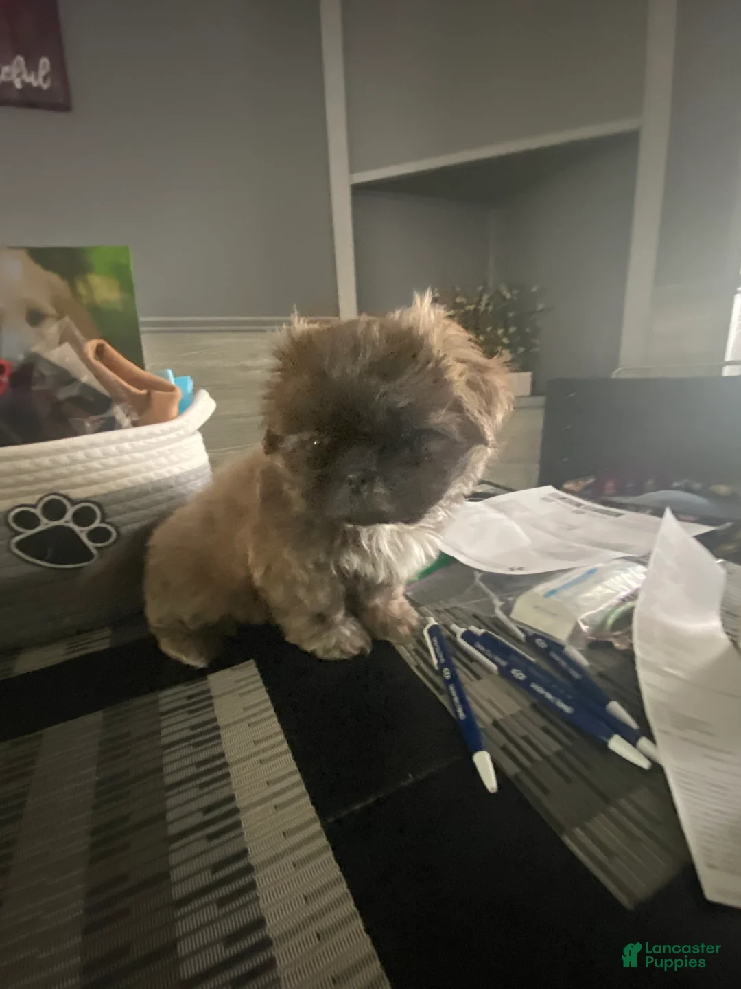 Shih Tzu dogs for sale: Shih Tzu Puppy 1 - Ad 2