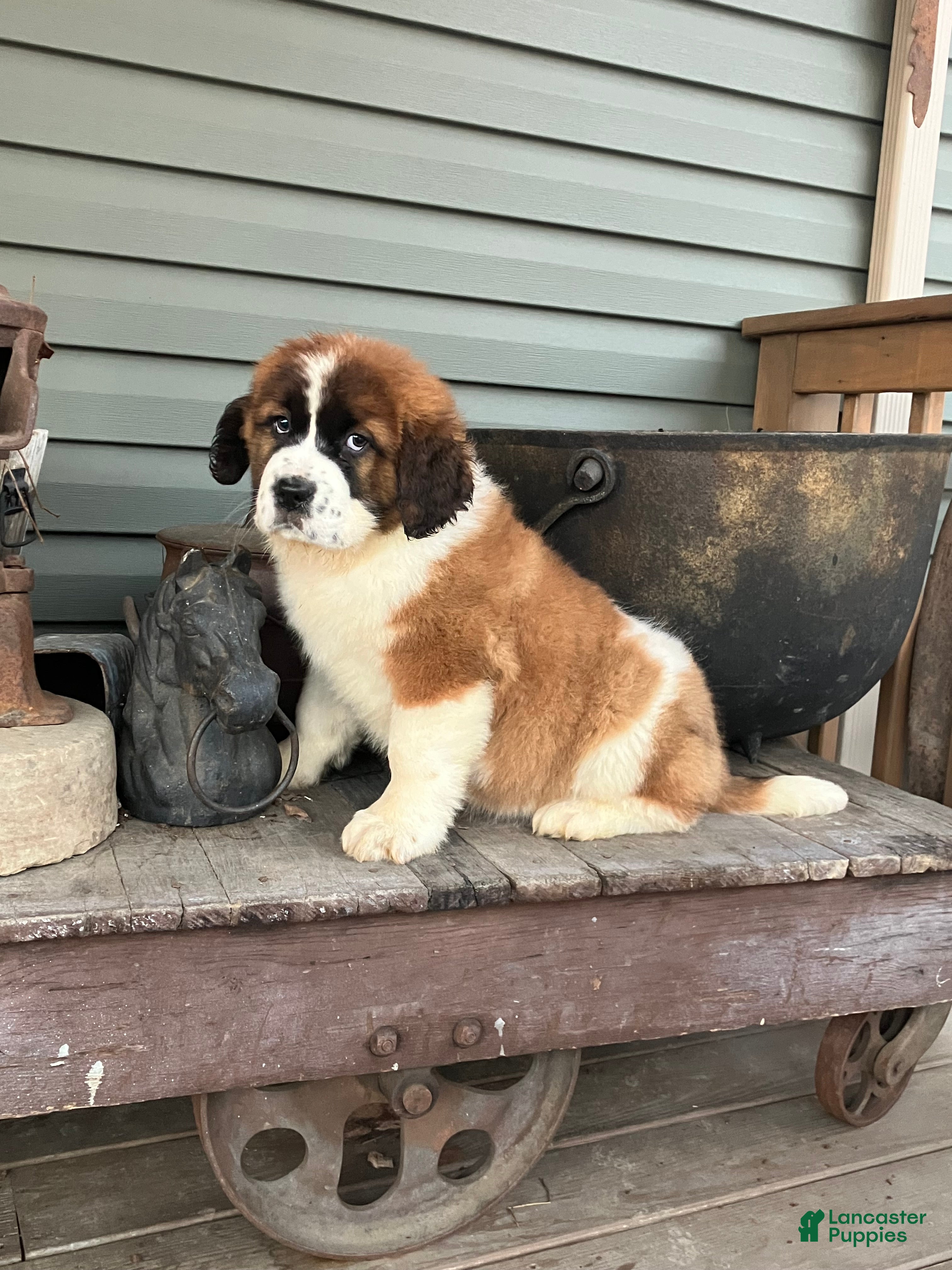 Saint Bernard dogs Saint Bernard Puppy 6 - Ad 31