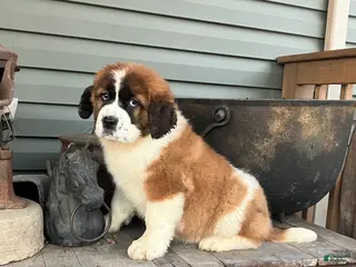 Saint Bernard dogs Saint Bernard Puppy 6 - Ad 31