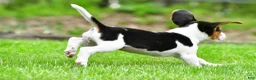 Beagle dogs for sale: Bella - Ad 12