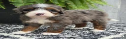 Mini Bernedoodle dogs for sale: Mini Gracie - Ad 3
