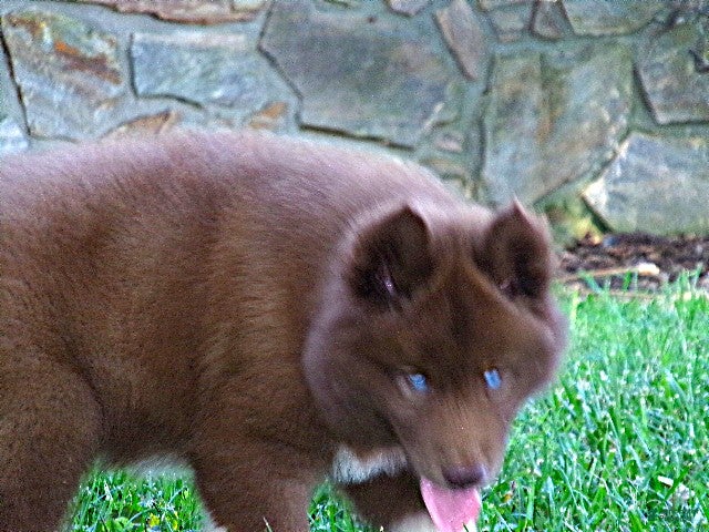 Siberian Husky dogs  S5 - Ad 2