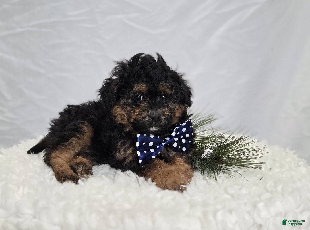 Pomapoo dogs for sale: Lucky - Ad 1