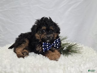 Pomapoo dogs Lucky - Ad 9