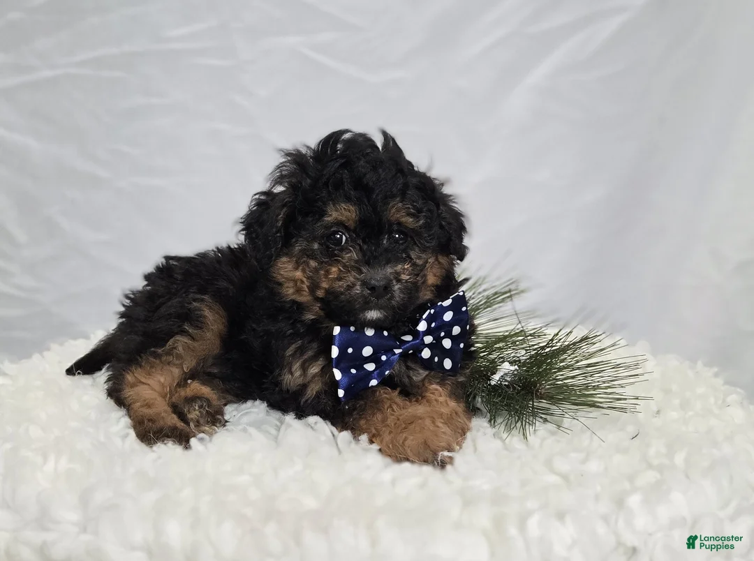 Pomapoo dogs for sale: Lucky - Ad 1