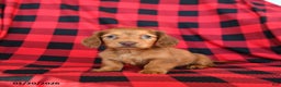 Miniature Dachshund dogs for sale: Posie - Ad 2