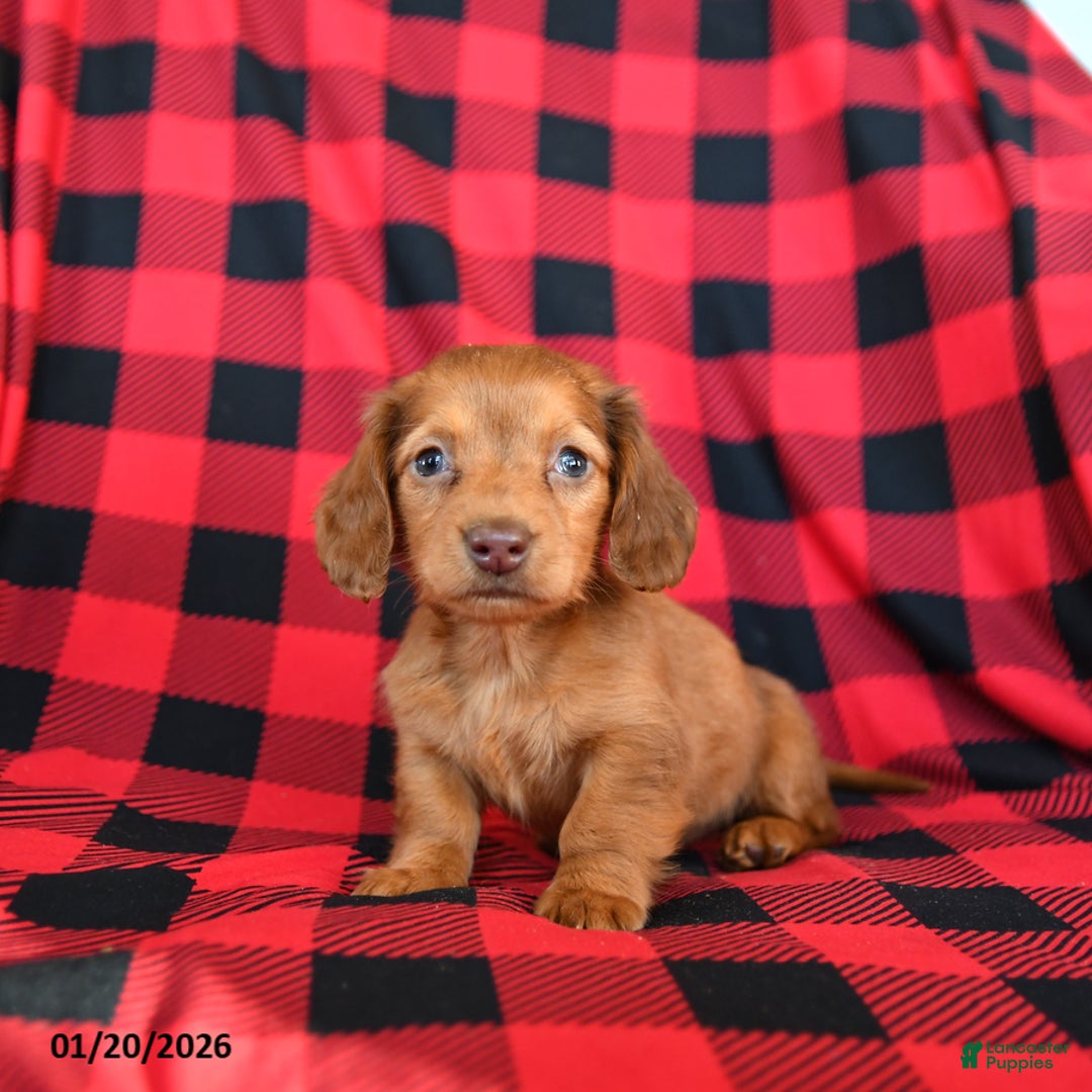 Miniature Dachshund dogs for sale: Posie - Ad 2