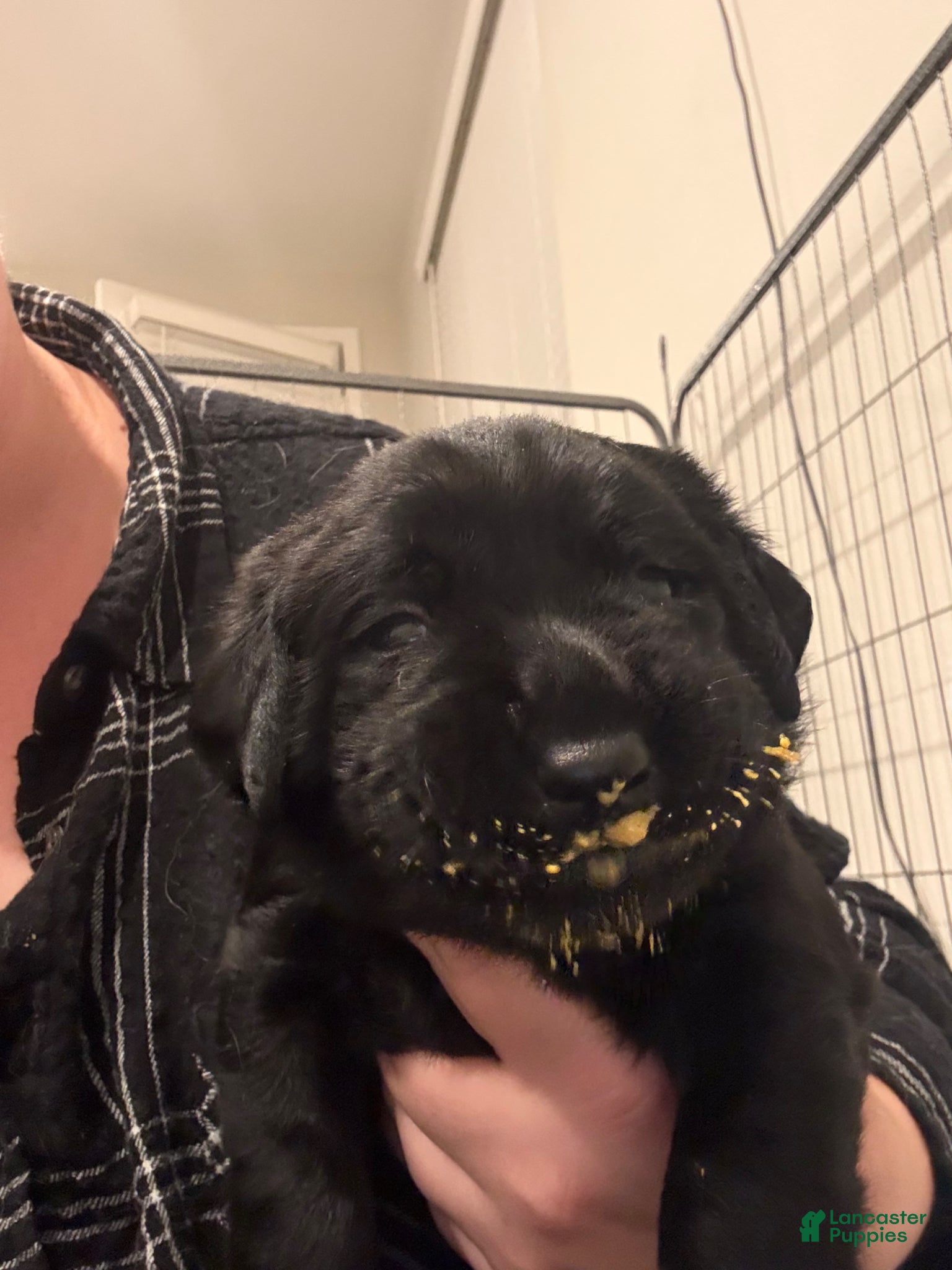 Labrador Retriever dogs Silver collar boy - Ad 4