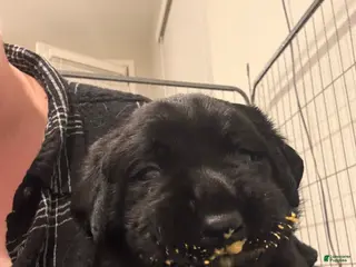 Labrador Retriever dogs Silver collar boy - Ad 4