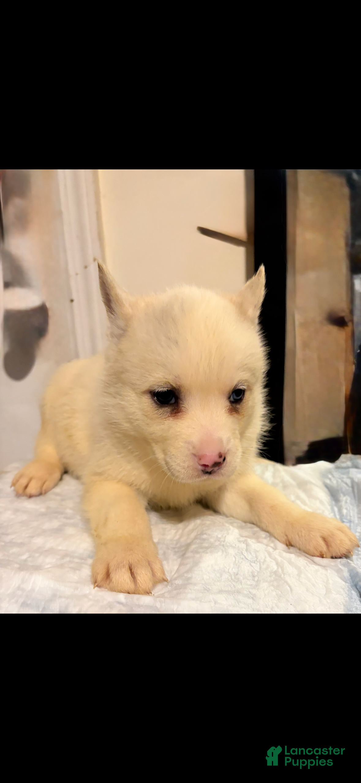 Mixed Breed dogs nova - Ad 11