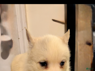 Mixed Breed dogs nova - Ad 22