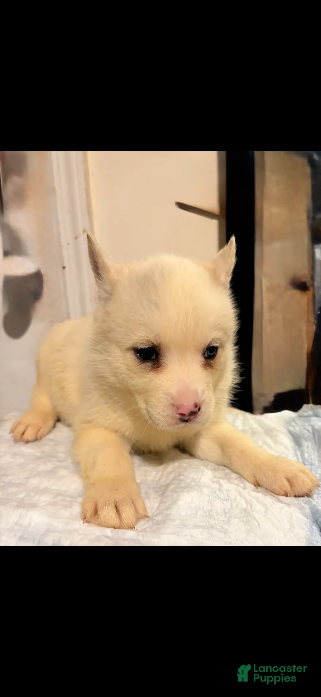 Mixed Breed dogs for sale: nova - Ad 1