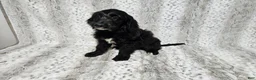 Goldendoodle dogs for sale: F1 SnowPea - Ad 2