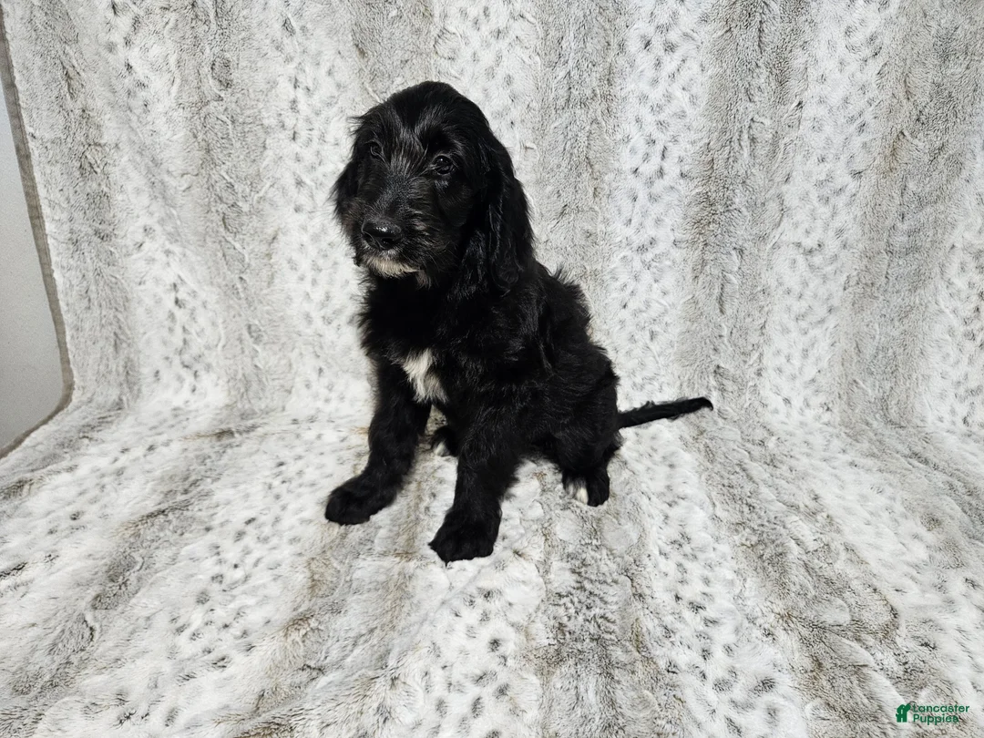 Goldendoodle dogs for sale: F1 SnowPea - Ad 2