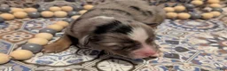 Toy Australian Shepherd dogs for sale: Toy Australian Shepherd 3 - Ad 5