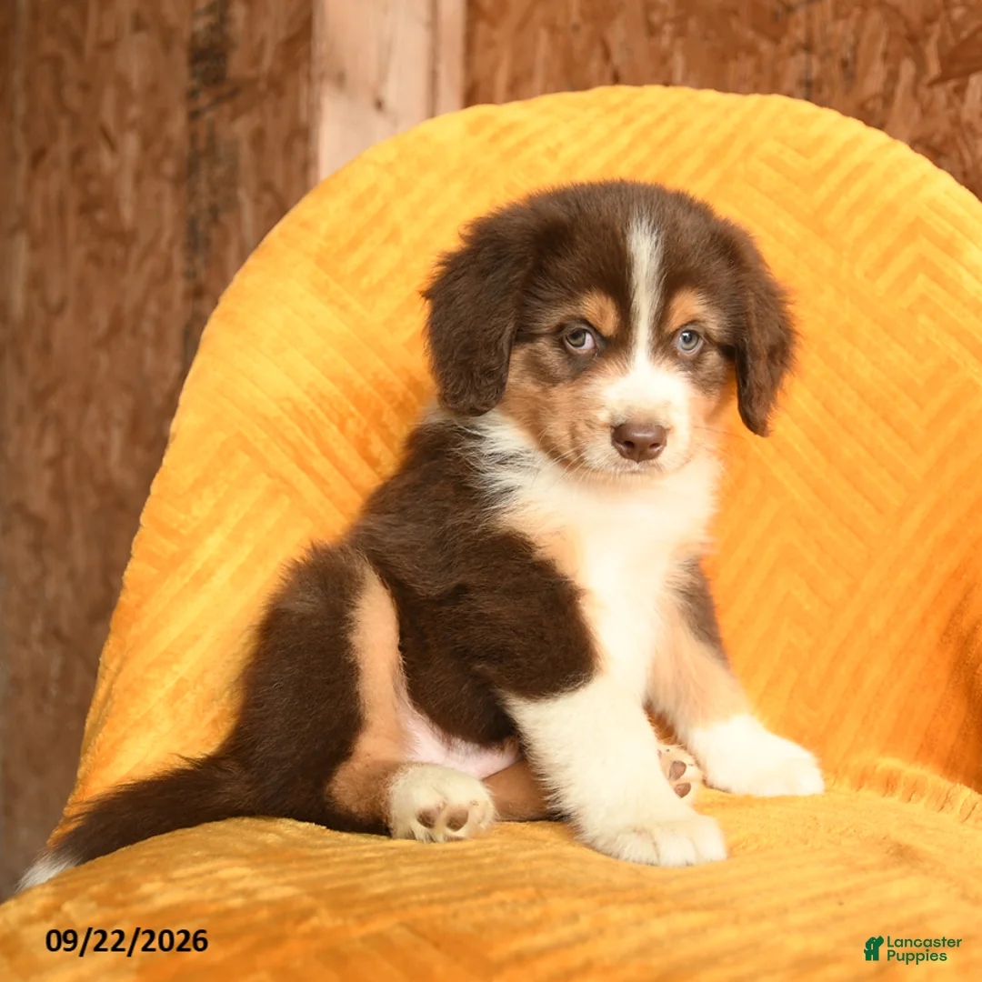 Mixed Breed dogs for sale: Finn - Ad 2