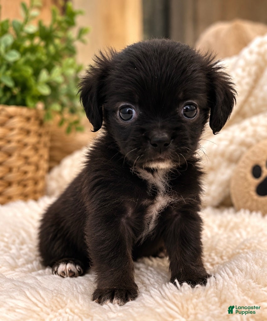 Pomchi dogs for sale: Midnight  - Ad 2