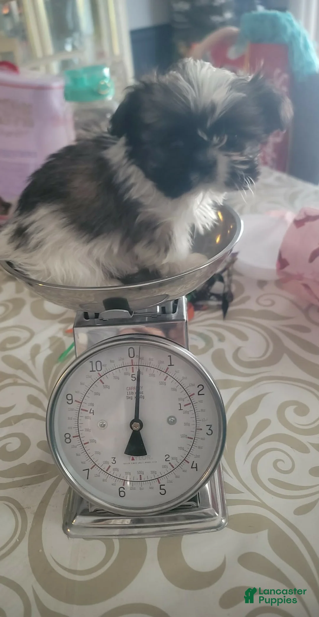 Malshi dogs for sale: Tiny. (Tea Cup) - Ad 1