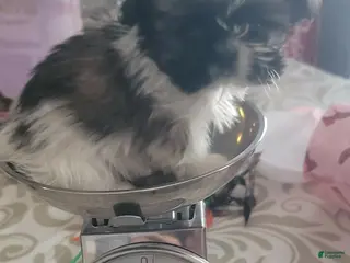 Malshi dogs Tiny. (Tea Cup) - Ad 10